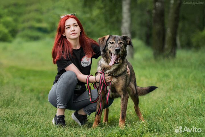 Собака Курт из приюта