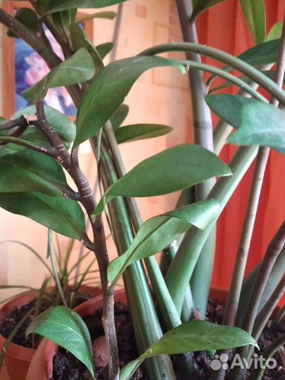 Замиокулькас