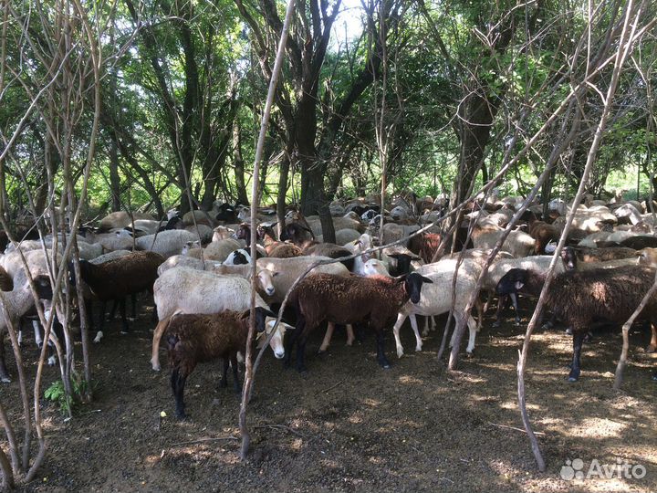 Барашки. Овцы. Ягнята. Бараны