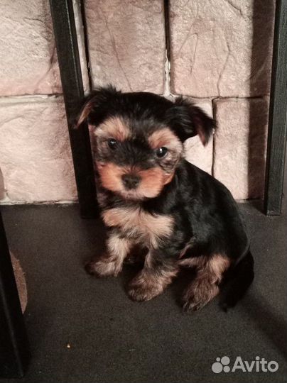 Йоркширский терьер щенки беби фэйс