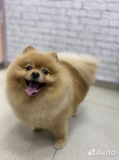 Груминг обучение