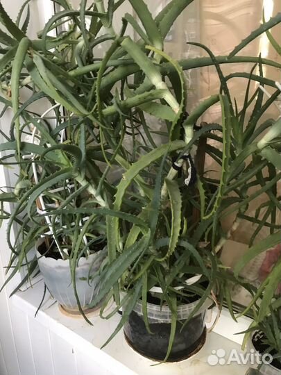 Алое лечебный