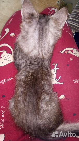 Кошечка принцесса