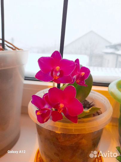 Орхидея похучая