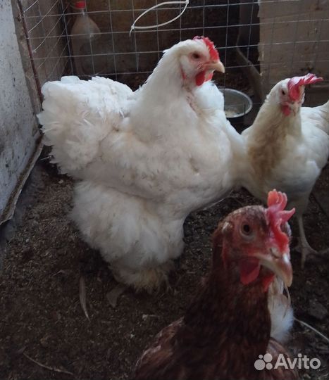 Курица наседка породы Брама