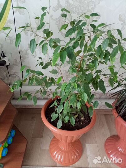 Комнатные цветы