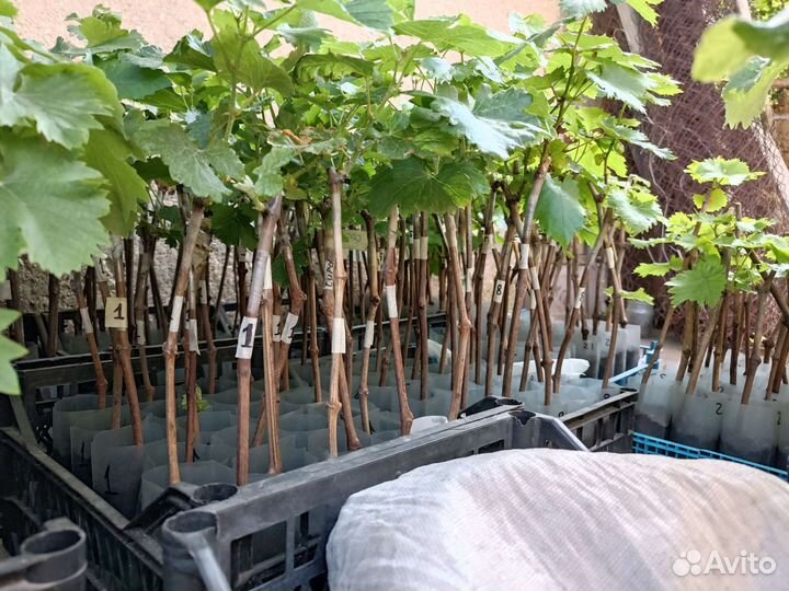 Саженцы винограда