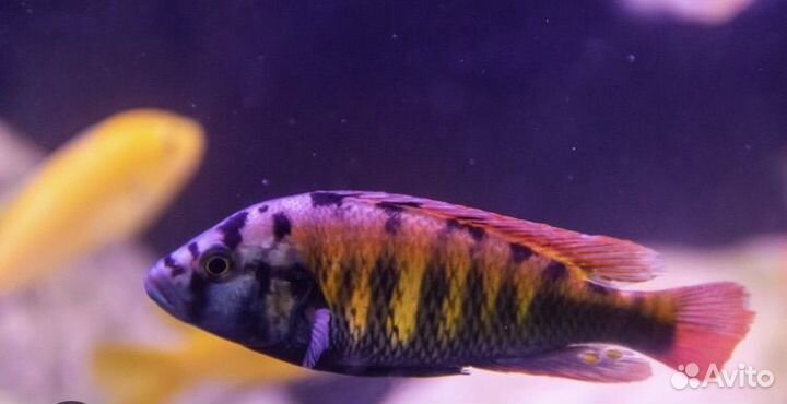 Аквариумные рыбки