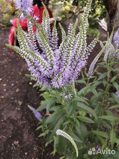 Многолетники неприхотливые