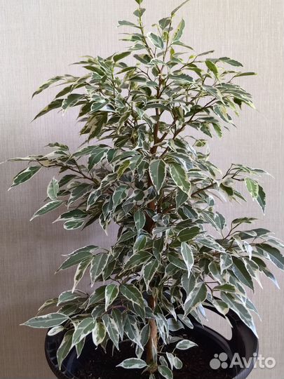 Фикус Пикси (Microcarpa Draft Albomarginata)