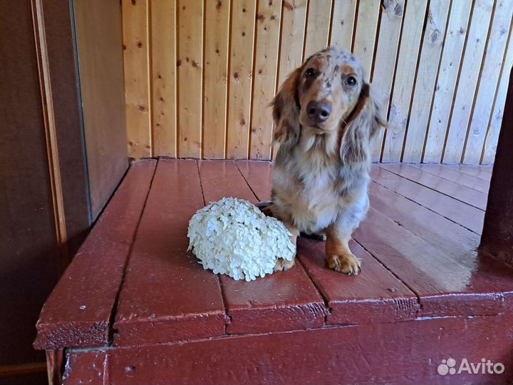 Щенок мини таксы