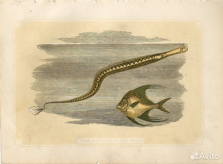 10 антикварных гравюр Рыбы 1851