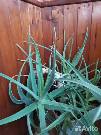 Алоэ лечебный