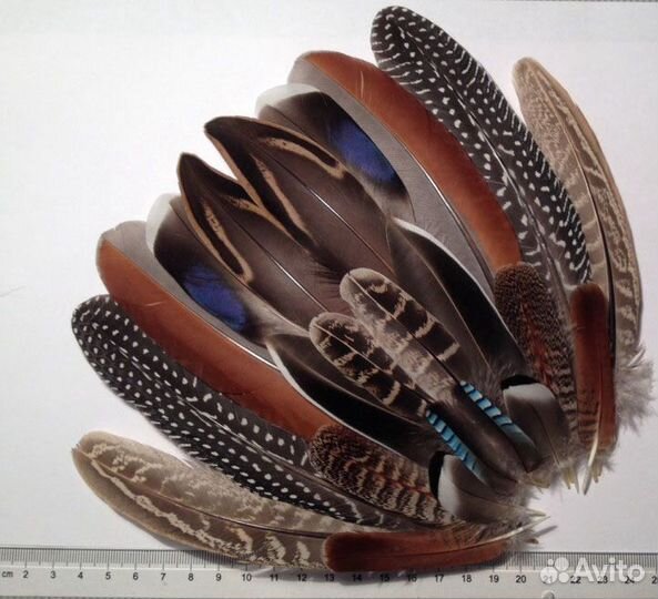 Перья диких и домашних птиц