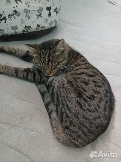 Котик в дар