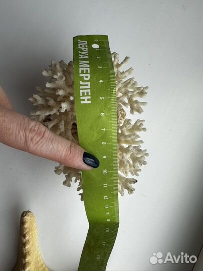 Натуральный морской коралл