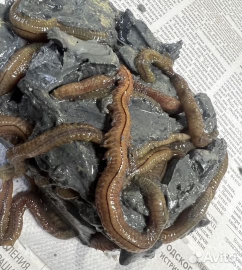 Морской червь в наличии в Геленджике