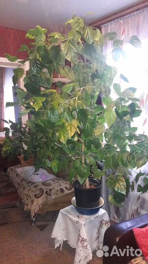 Гибискус китайская роза