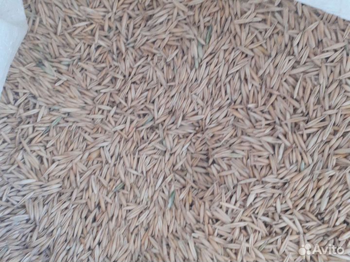 Семена горчицы