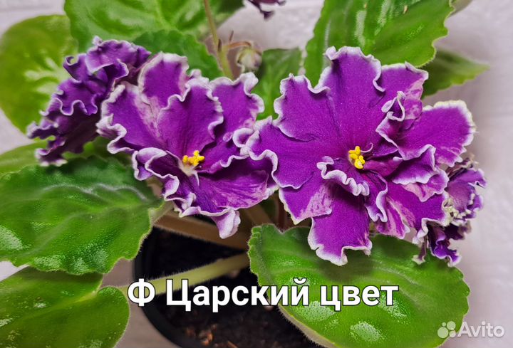 Сортовые фиалки
