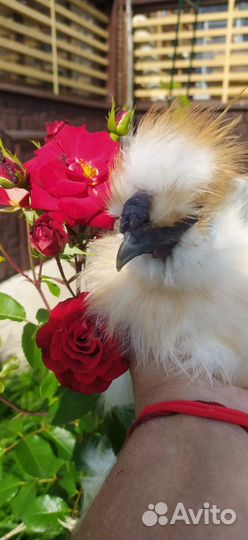 Петушок шелковый