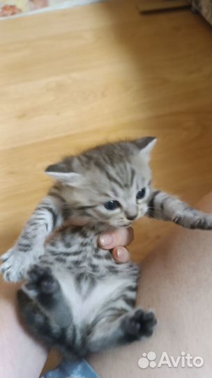 Британские котята