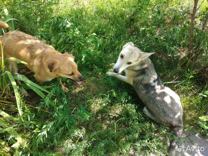 Отдам собаку в добрые руки