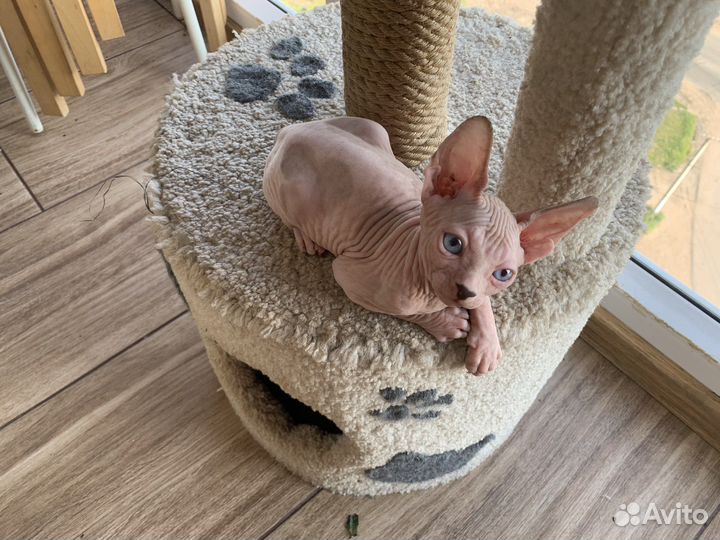 Котята канадский сфинкс эльф