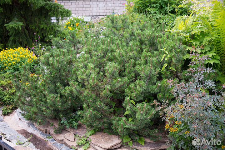 Сосна горная Мугус и Пумилио, семена