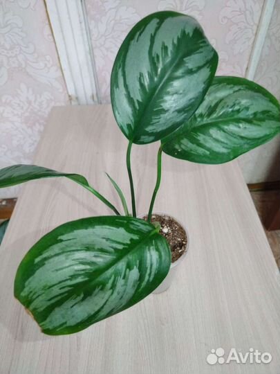 Эпипремнум, сциндапсус