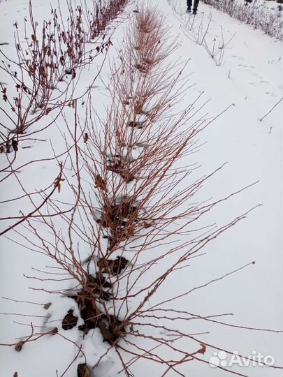 Пузыреплодник лютеус