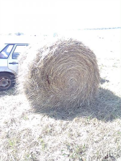 Продам сено в рулонах