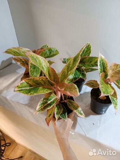 Аглаонема Сэлмон Фентези