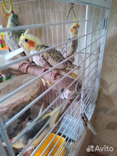 Попугаи корелла птенцы