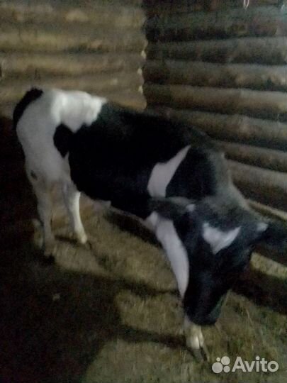 Корова и бычок