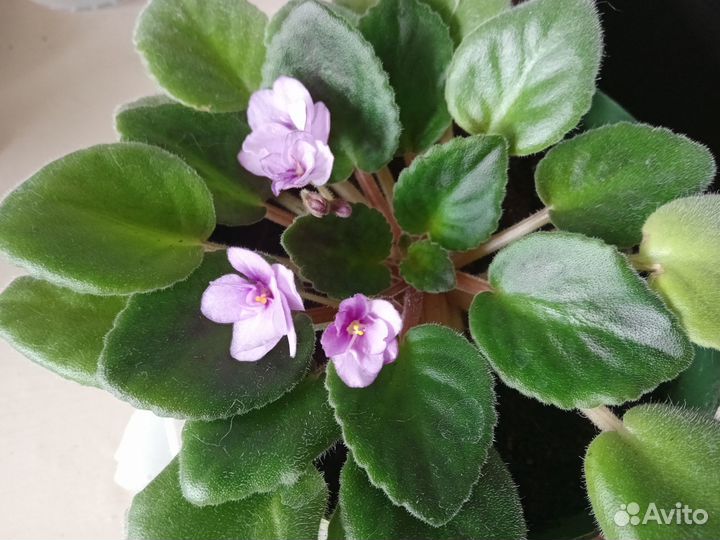 Сенполия (фиалка)