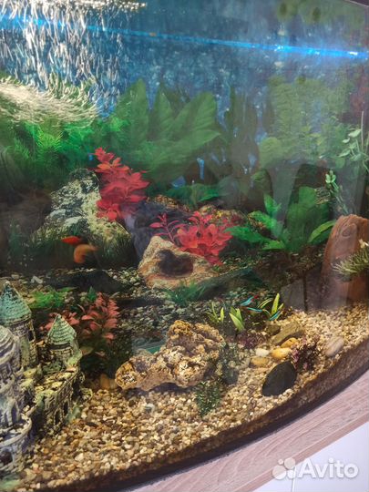 Аквариум