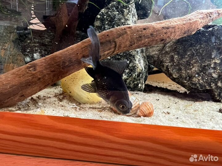 Астронотусы альбиносы