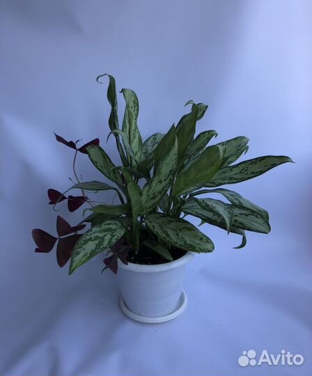 Домашние растения