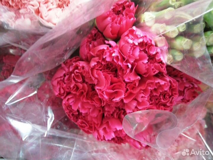 Гвоздики срезанные. Цветы