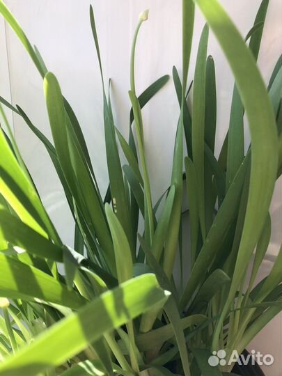 Лук слизун от анемии