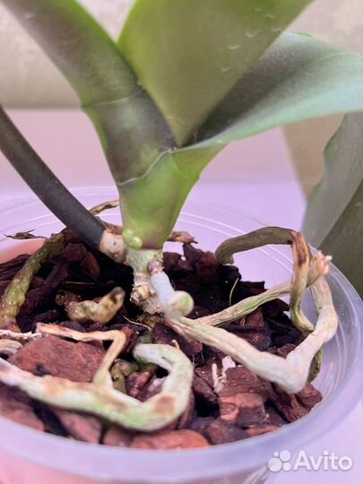 Орхидеи реанимашки 2 шт