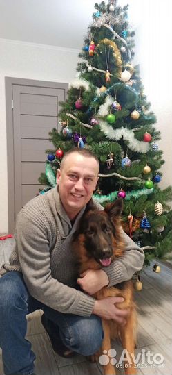 Дрессировка собак кинолог