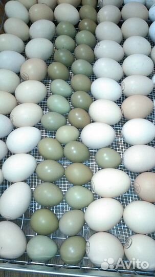 Инкубационное яйцо