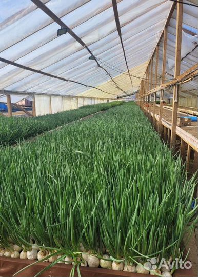 Лук зеленый свежей срезки LUK-7966