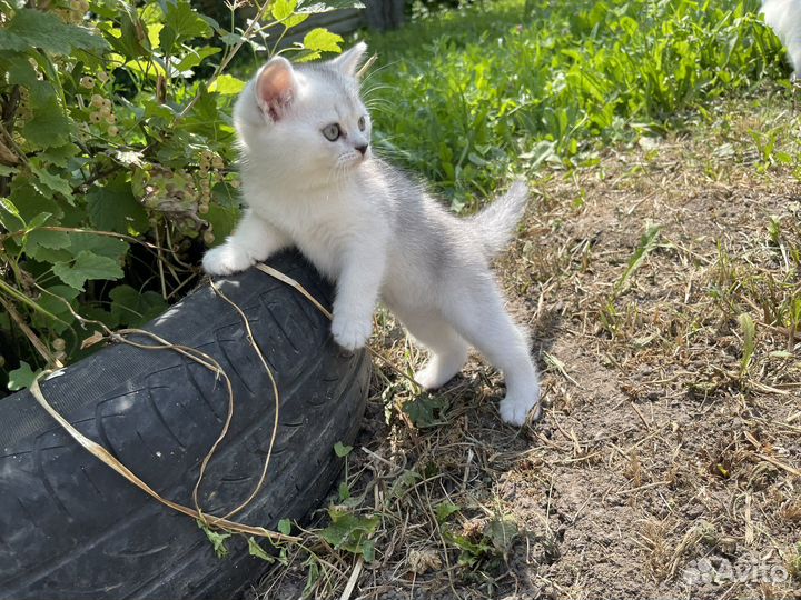 Британские котята