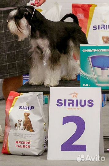 Цвергшнауцер вязка