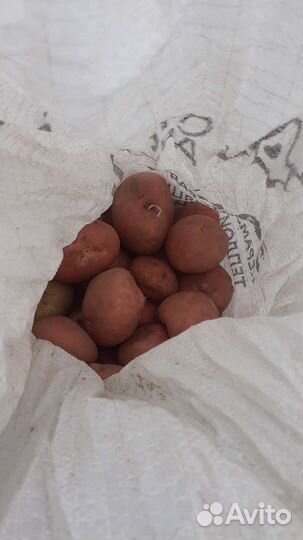 Картофель