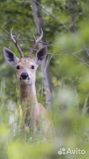 Организация охоты на косулю, кабана, лося