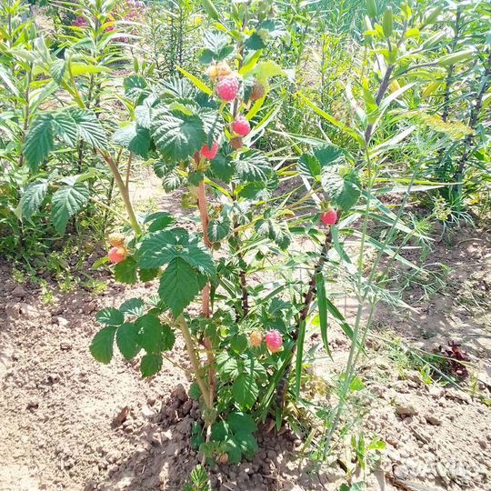 Саженцы малины